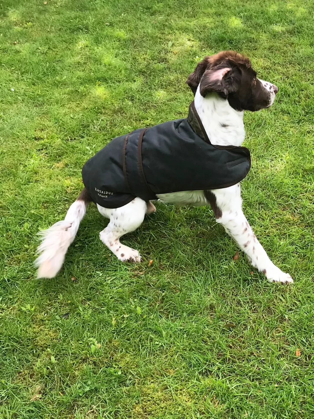 Dog Coat - Sage Wax